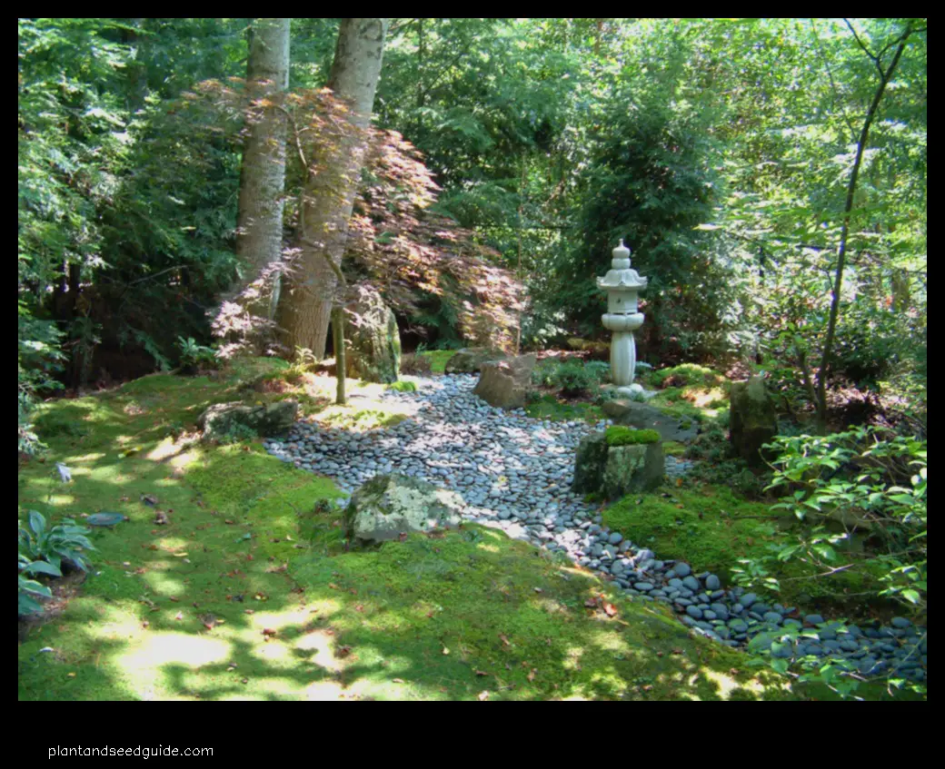 japanese garden ground cover