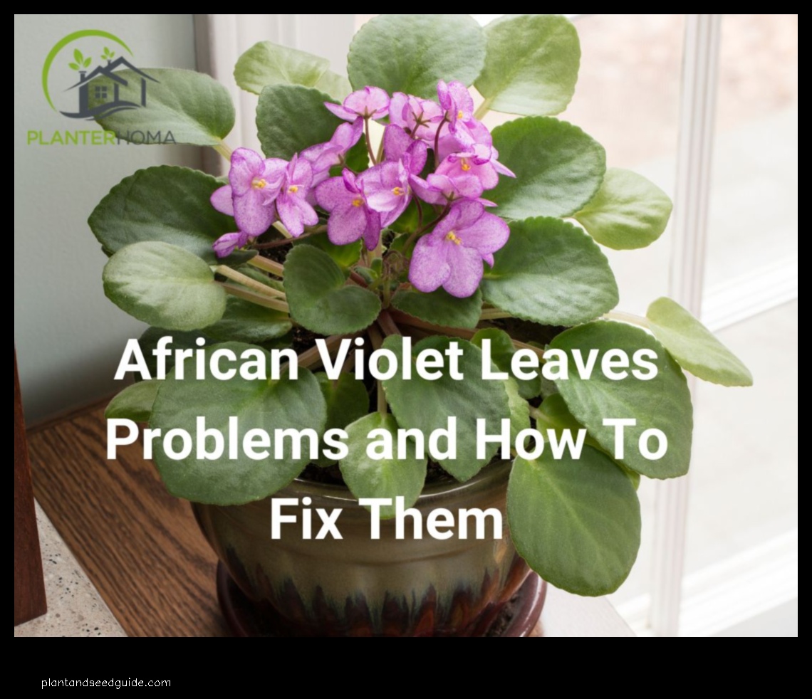 african violet problems leaves