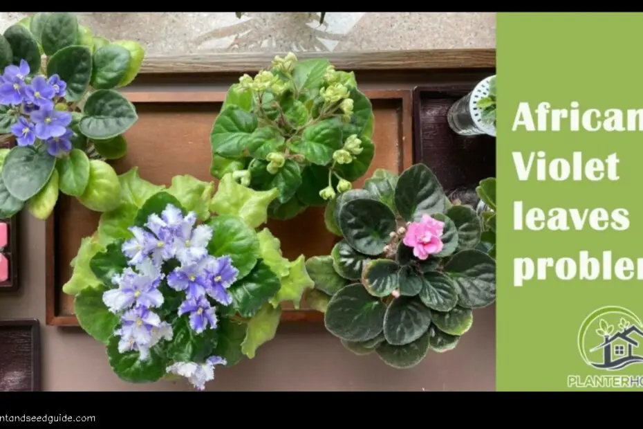African Violet Leaves a Guide to Common Problems and Solutions