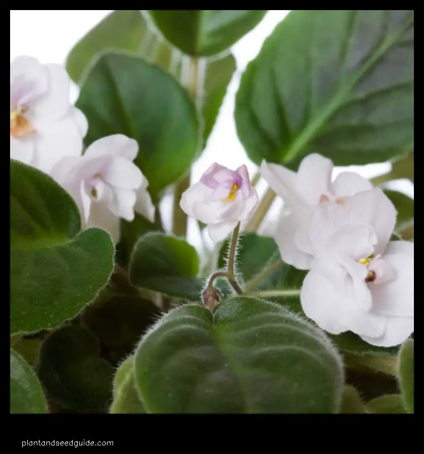 african violet root rot