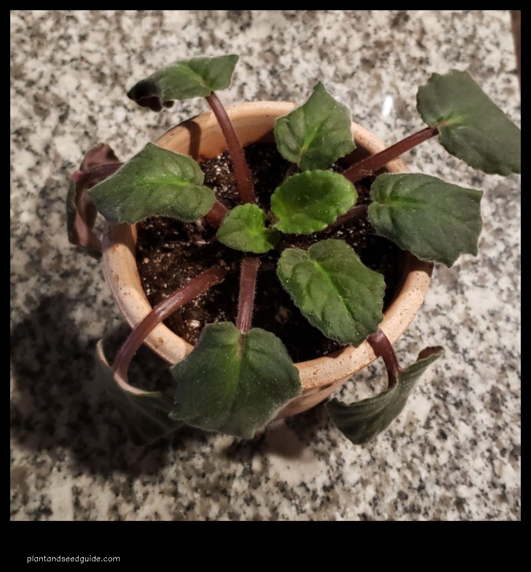 african violet root rot