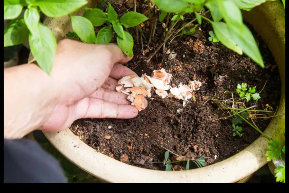 Are Crushed Eggshells Good for Plants a Closer Look at the Science