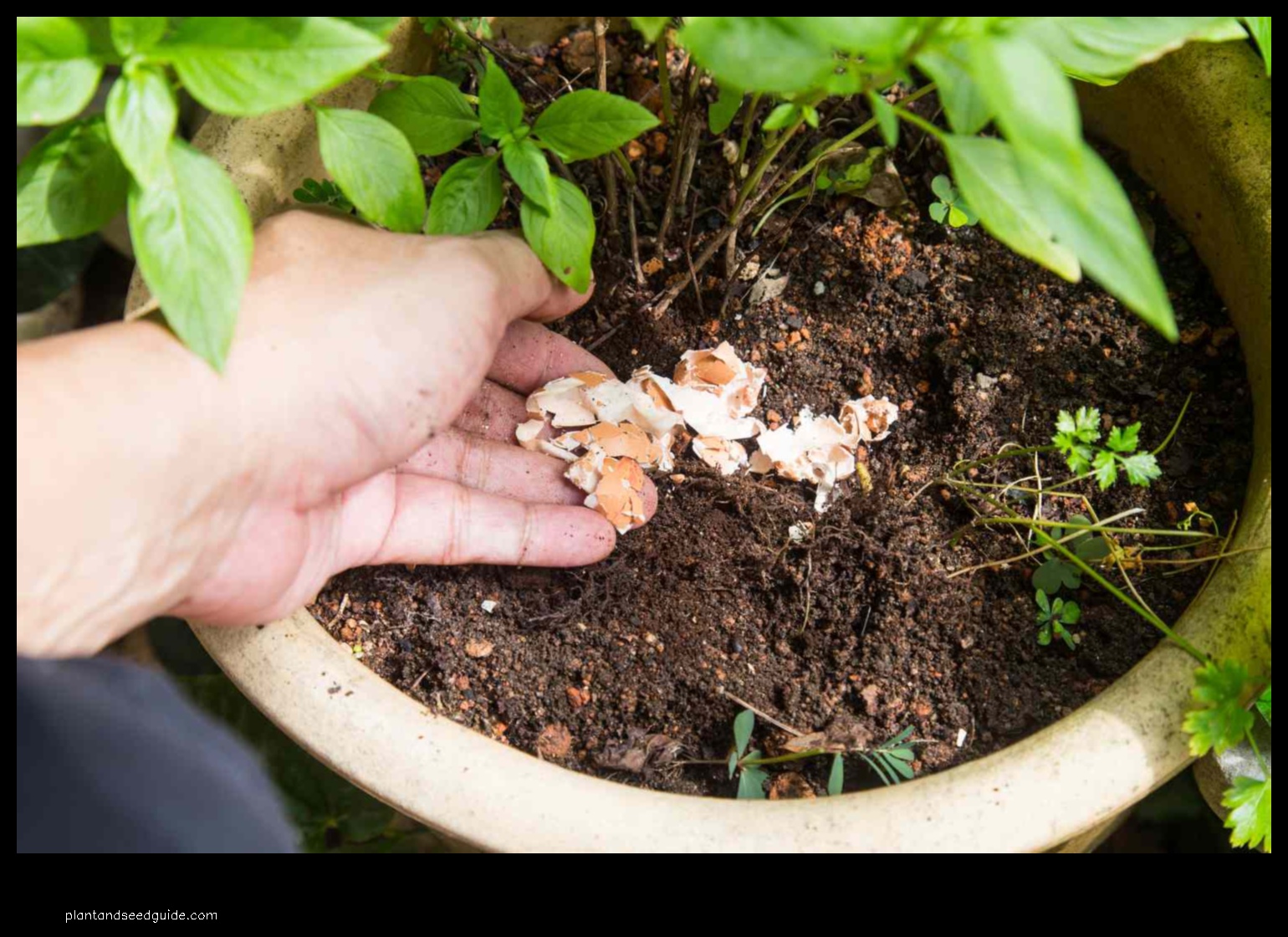 are crushed eggshells good for plants