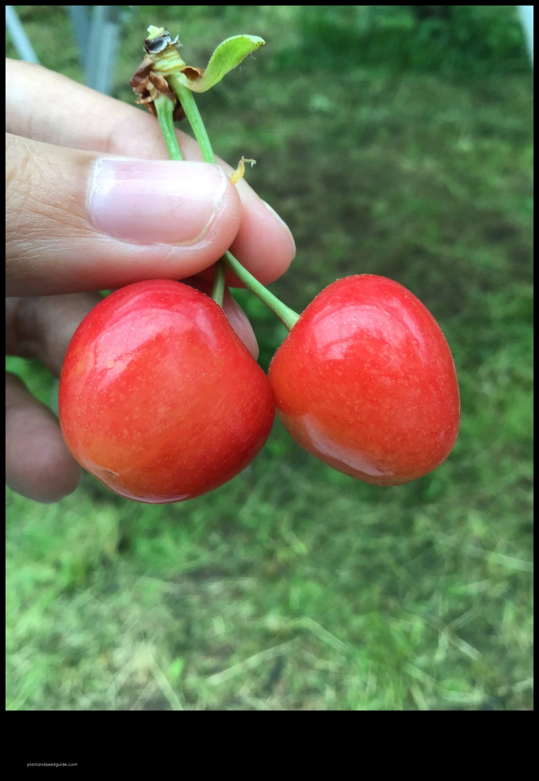 are japanese cherries edible