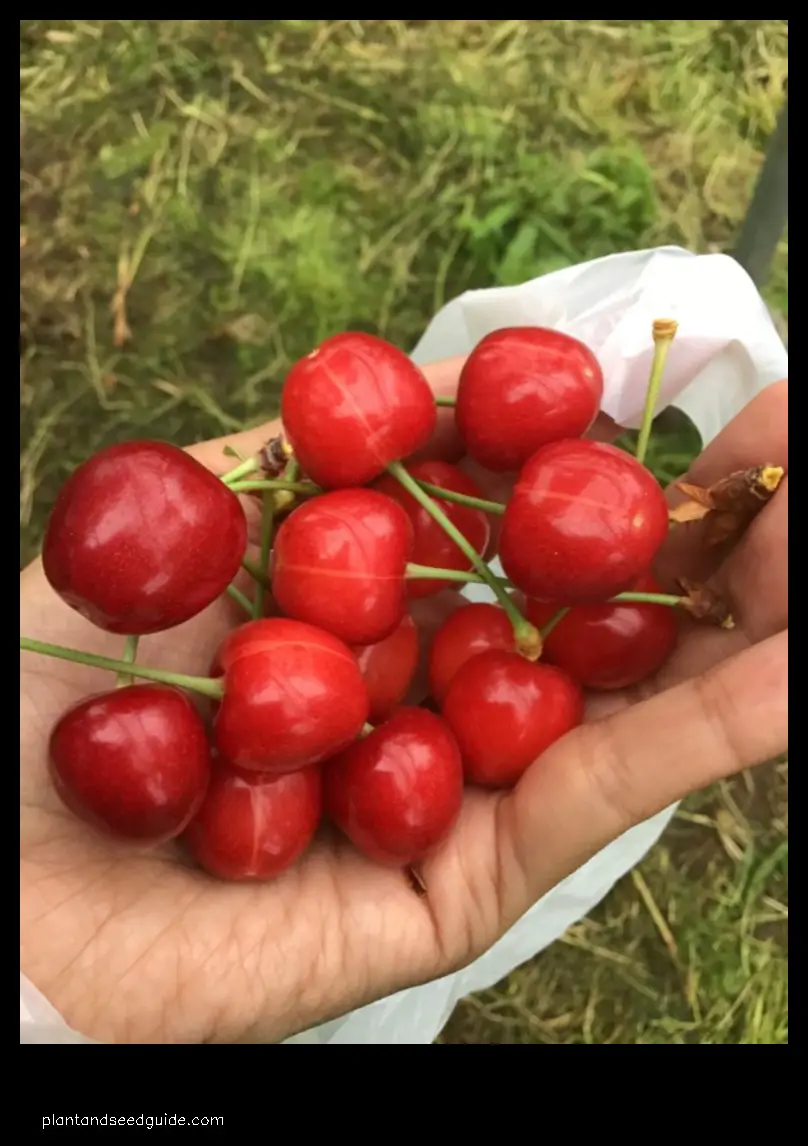 are japanese cherries edible