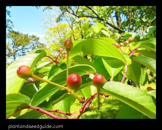 Are Japanese Cherries Edible a Guide for English Speakers