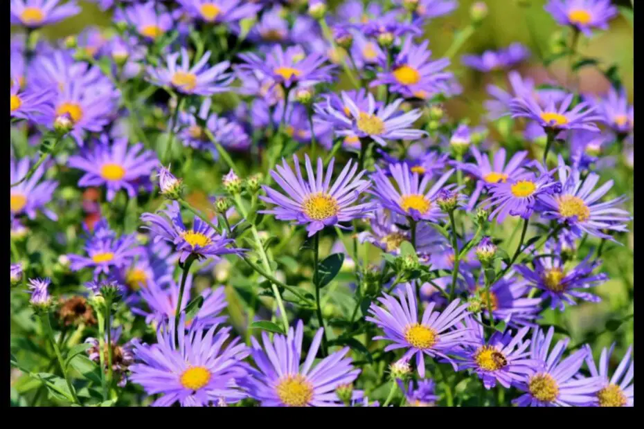 Aster the Purple and White Daisy of Fall