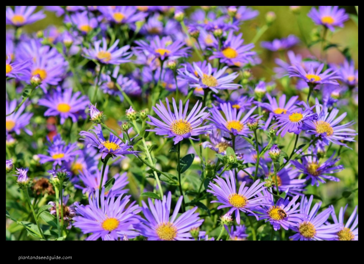 purple and white daisy like flower