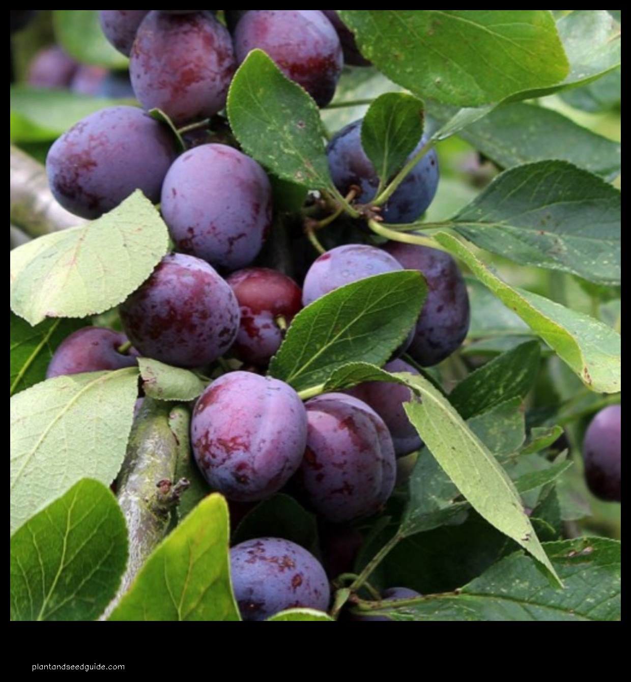black plum tree for sale