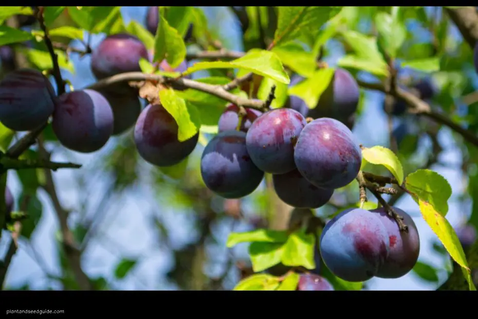 Black Plum Trees a Sweet and Sour Addition to Your Landscape