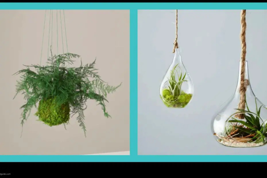 Bring the Outdoors in with These 10 Low Light Hanging Plants