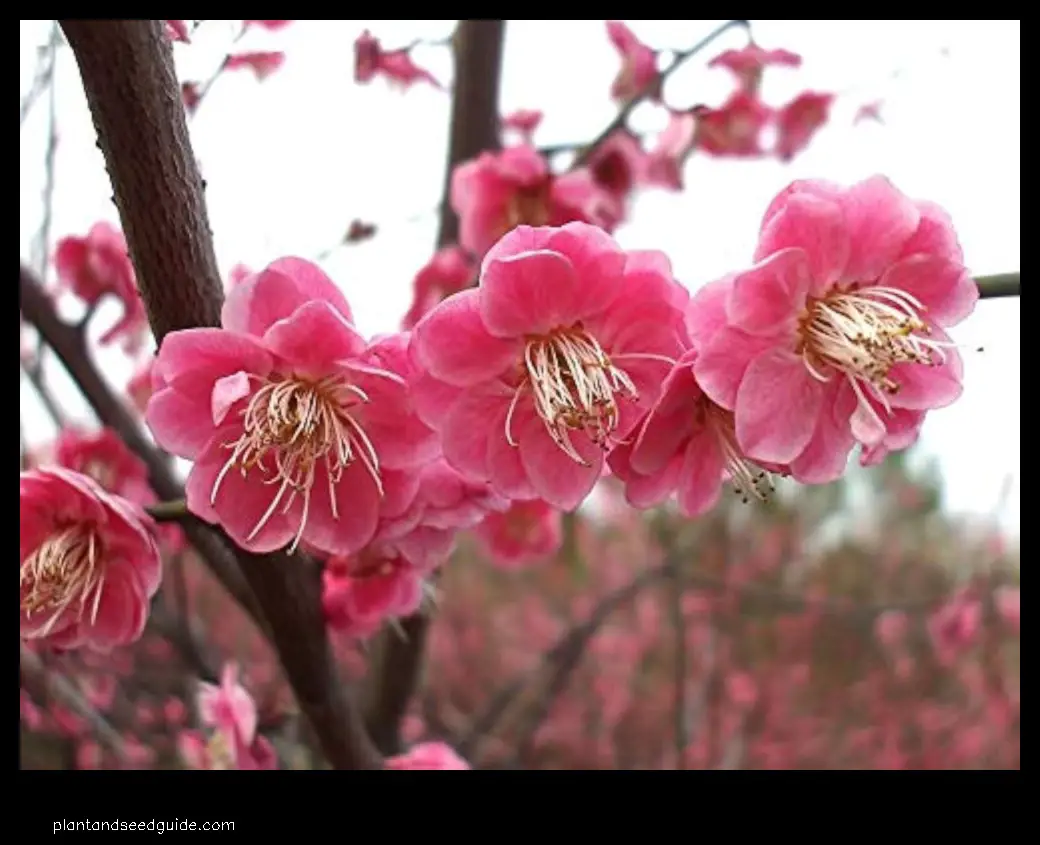 japanese apricot tree for sale