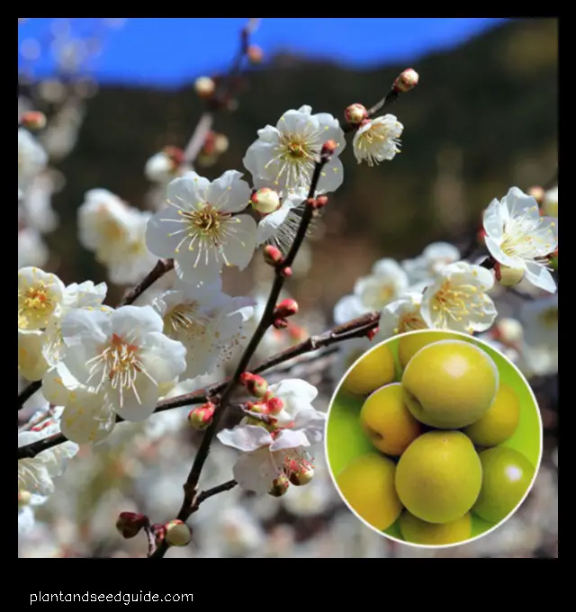 japanese apricot tree for sale