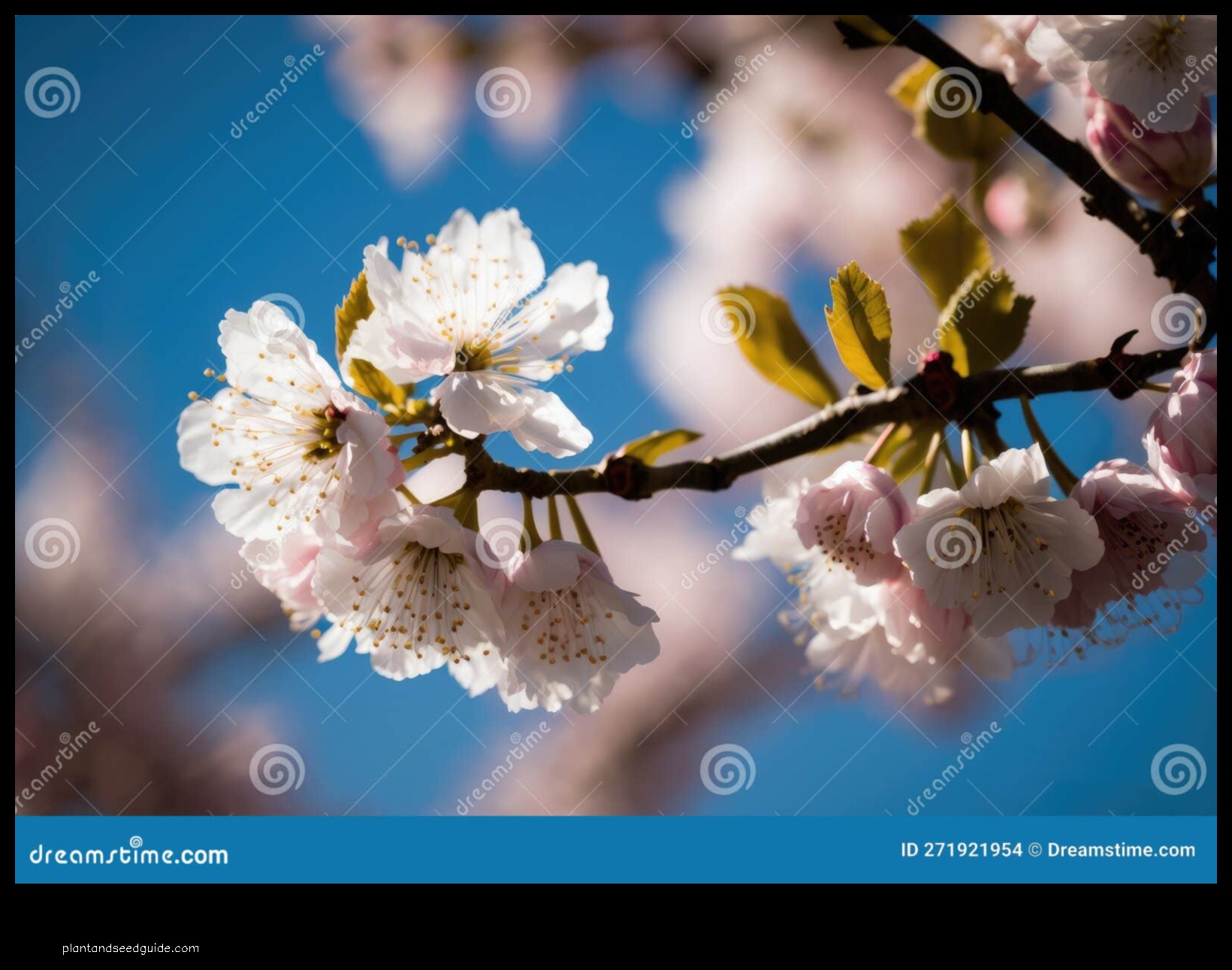 cherry blossom white flowers