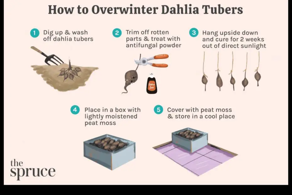 Dahlia Tubers How to Store Them in Your Garage for Winter