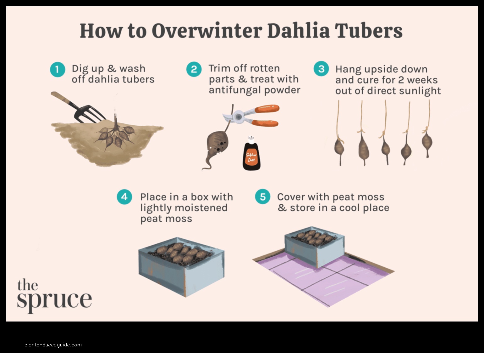storing dahlia tubers in garage