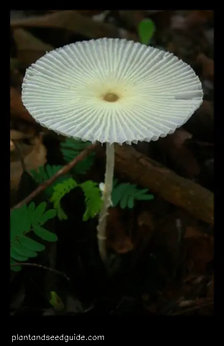mushrooms that look like daisies
