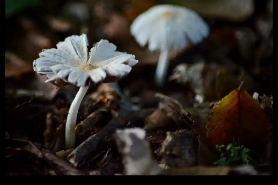 Dainty Daisies a Guide to Mushrooms That Look Like Flowers