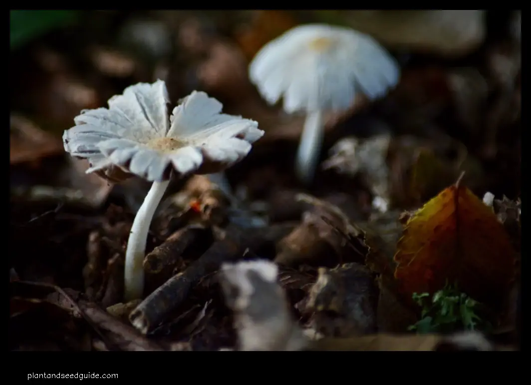 mushrooms that look like daisies