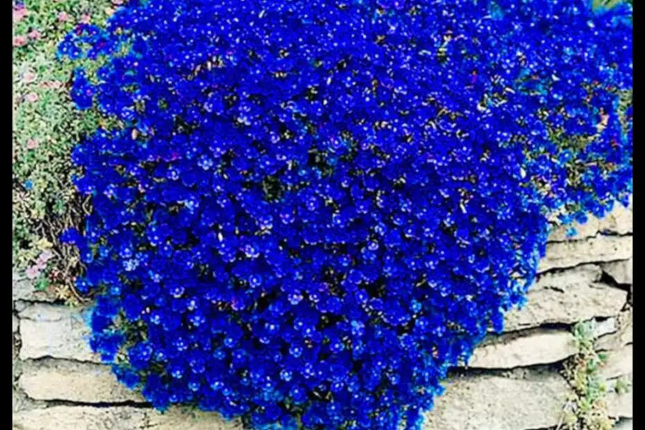 Dark Blue Rock Cress Aubrieta a Stunning Flower for Your Garden