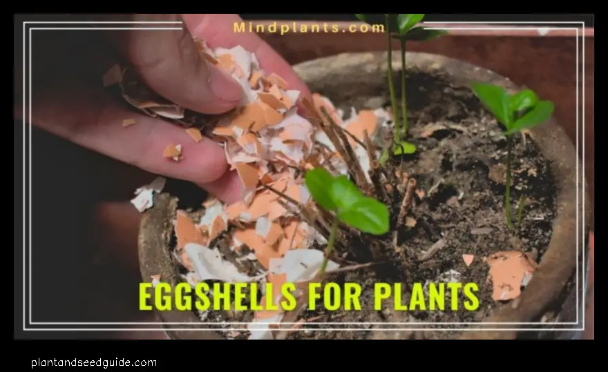 Do Eggshells Help Indoor Plants the Benefits and Risks of Using Eggshells for Plants