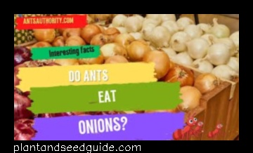 do ants eat onions