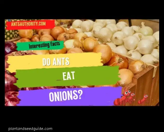 Do Ants Eat Onions Demystifying the Crunchy Conundrum