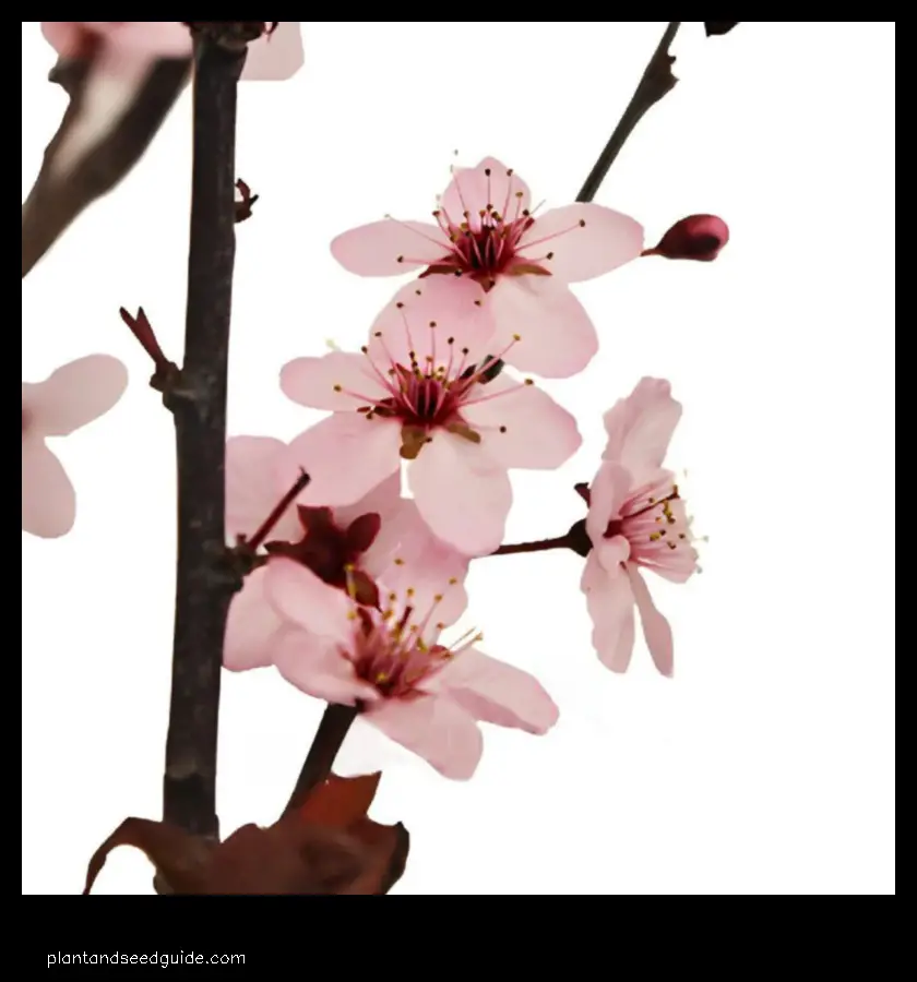 dried cherry blossom branches