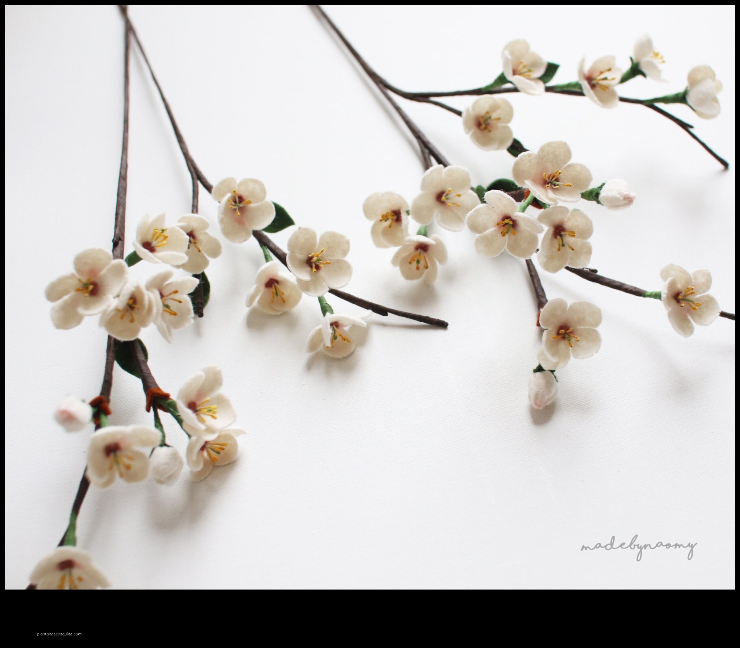 dried cherry blossom branches