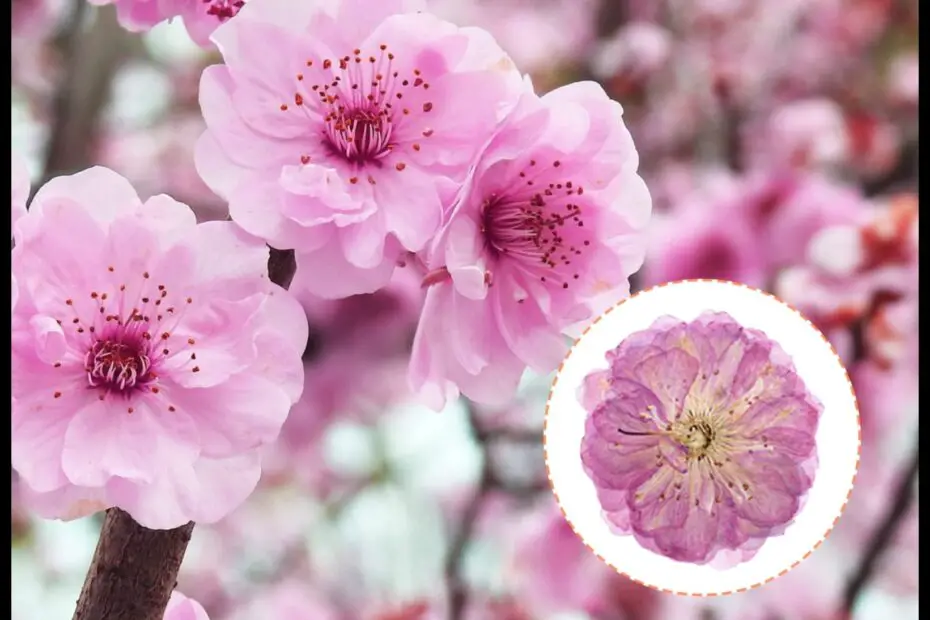 Dried Cherry Blossom Flowers a Timeless Beauty