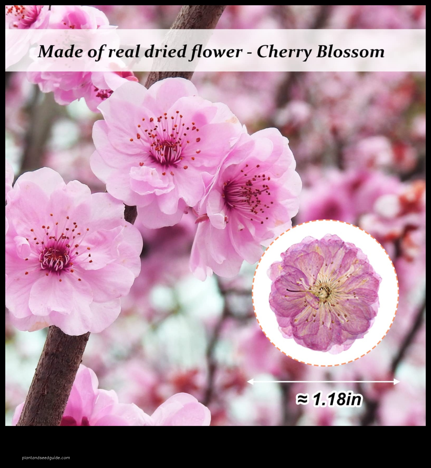 dried cherry blossom flowers