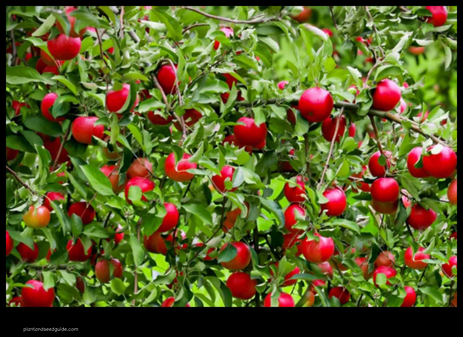 dwarf cherry plum tree