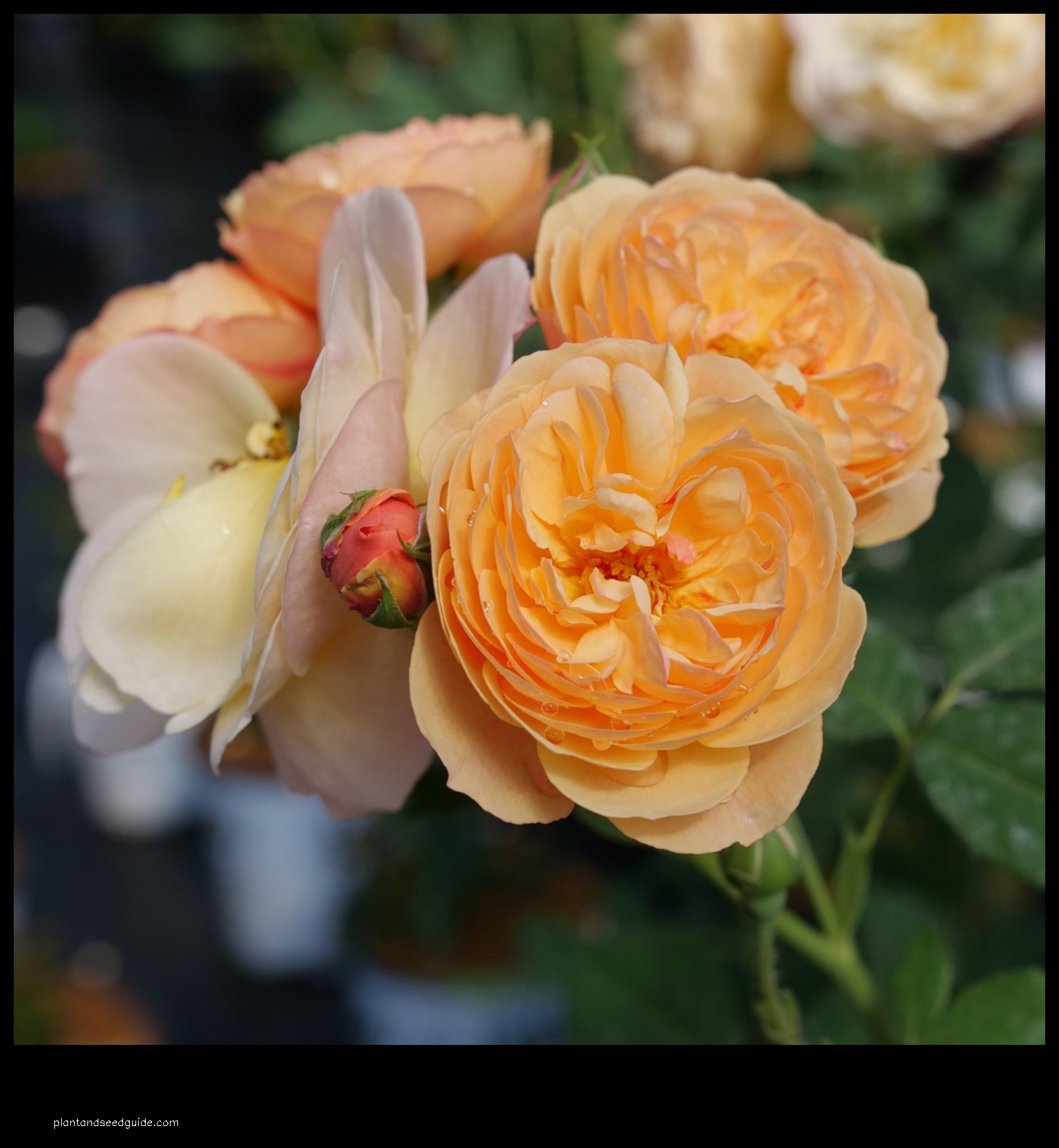 flavorette honey apricot rose