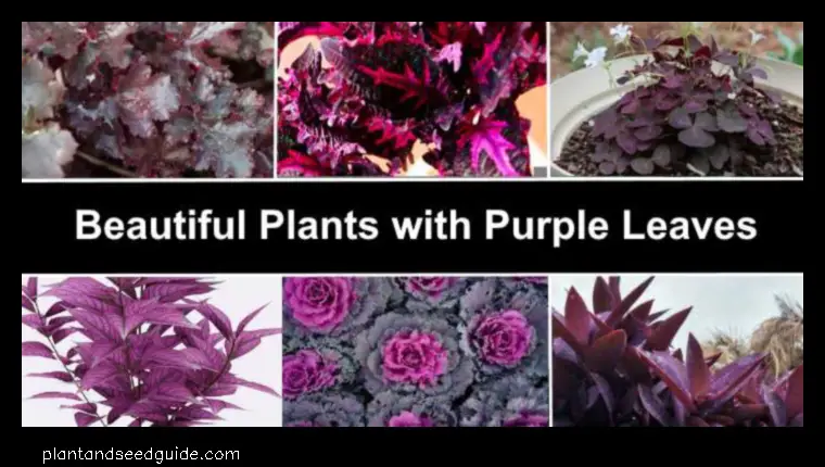 fuzzy leaf purple flowers