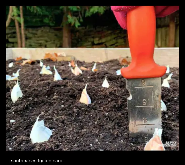 how far apart to plant garlic in a raised bed