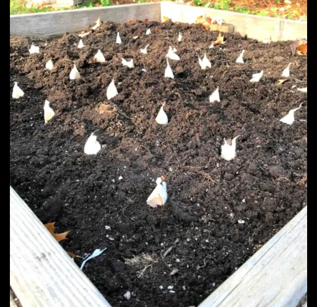 Garlic Planting the Perfect Distance for a Raised Bed