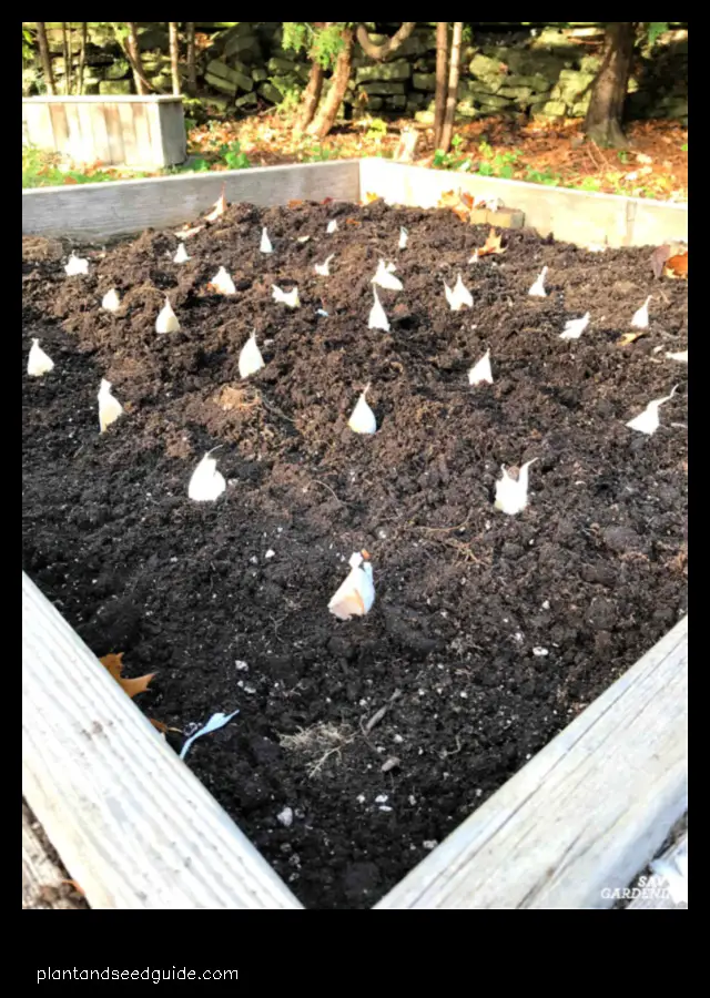 how far apart to plant garlic in a raised bed