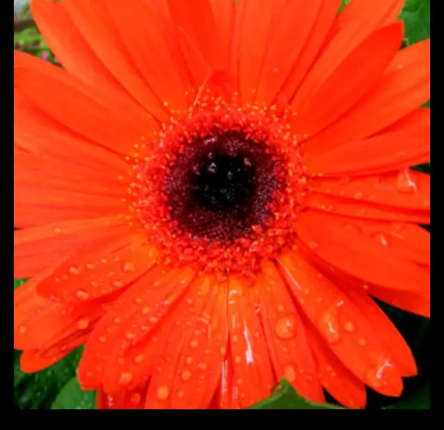 Gerbera Daisies Are They Rabbit Resistant