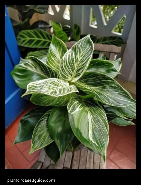 plant with green leaves with white spots