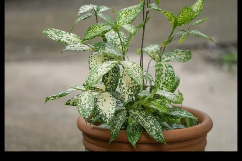 Green Leaves with White Spots a Guide to Common Houseplants