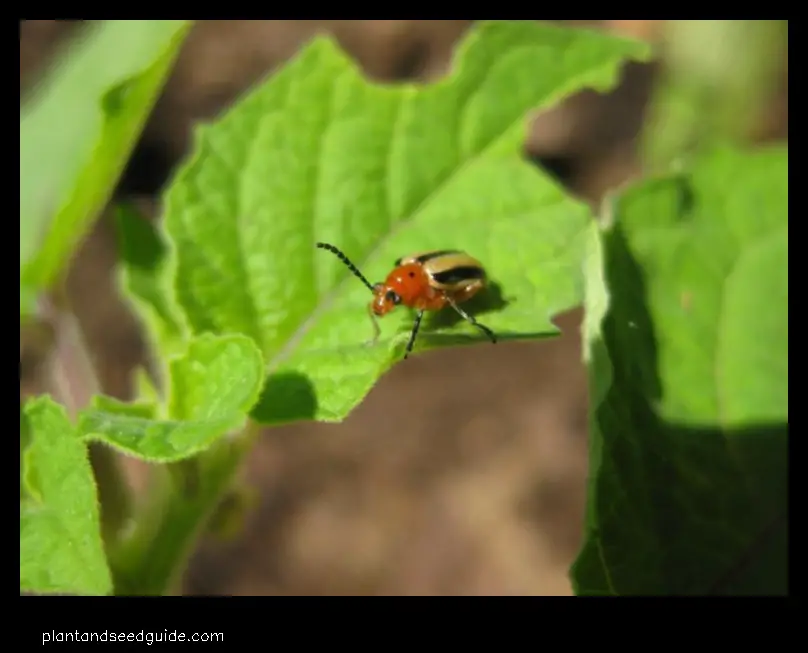 ground cherry leaf beetles