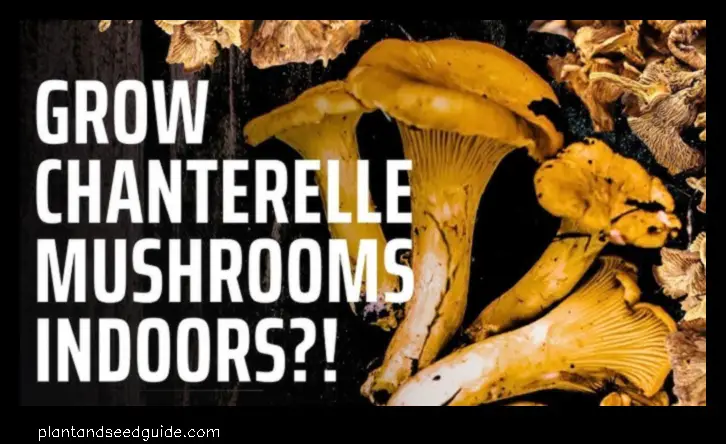 can you grow chanterelles indoors