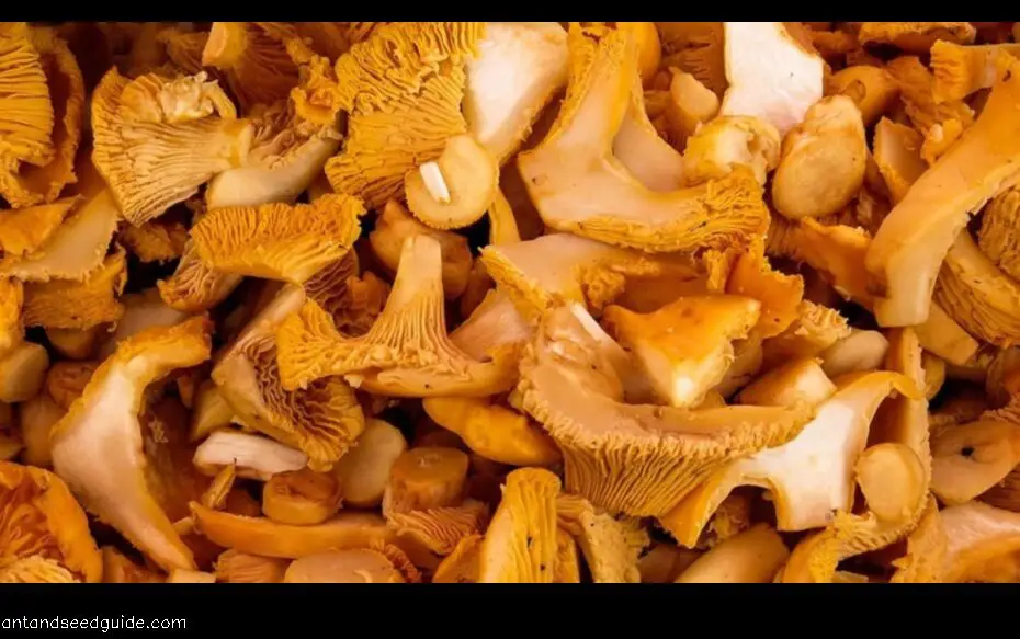 Growing Chanterelles Indoors a Guide for the Home Grower