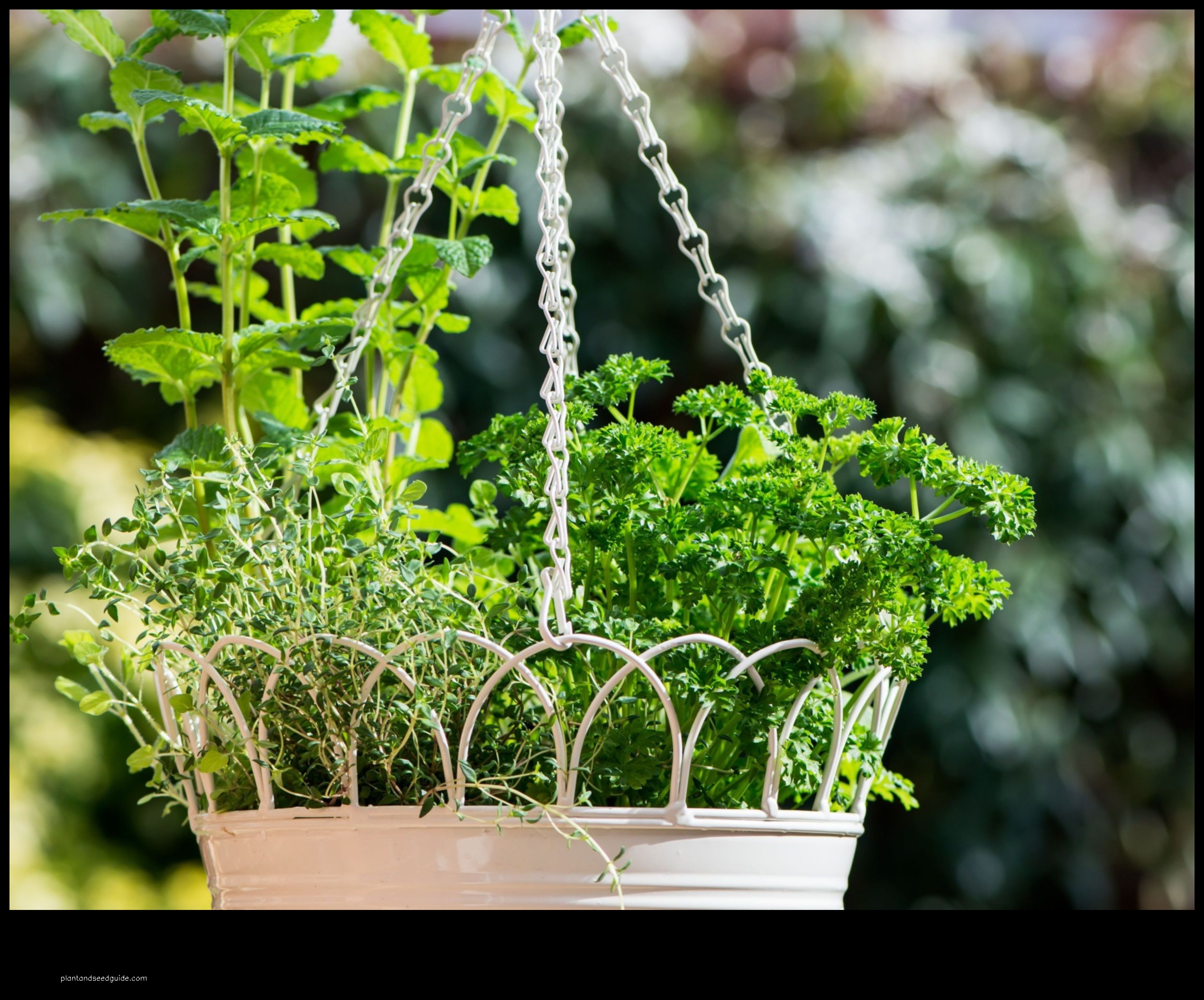 herbs for hanging baskets