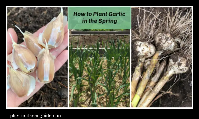 how many garlic bulbs per plant