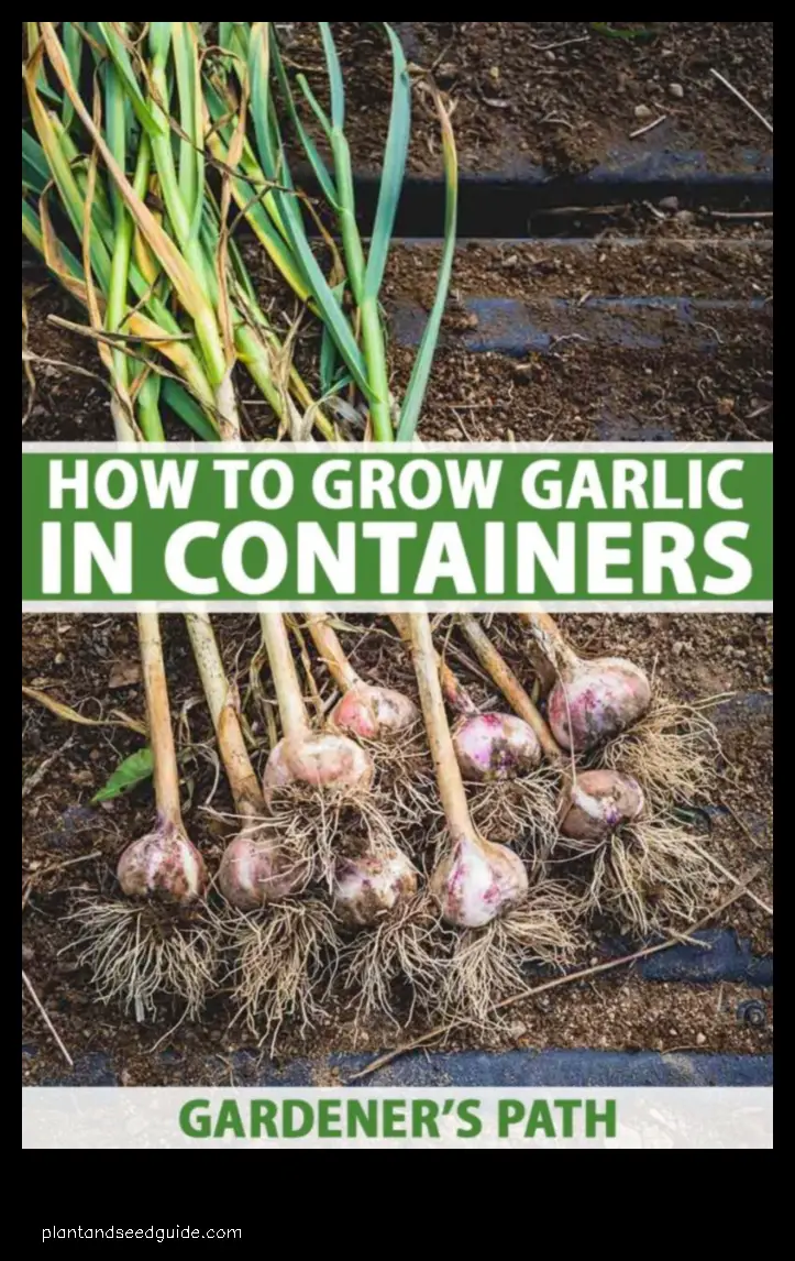 how many garlic bulbs per plant