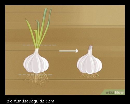 How Many Garlic Bulbs per Plant a Guide to Growing Garlic