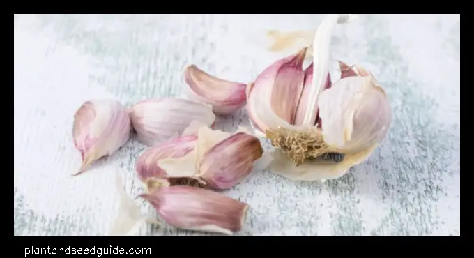 how much garlic does one plant produce