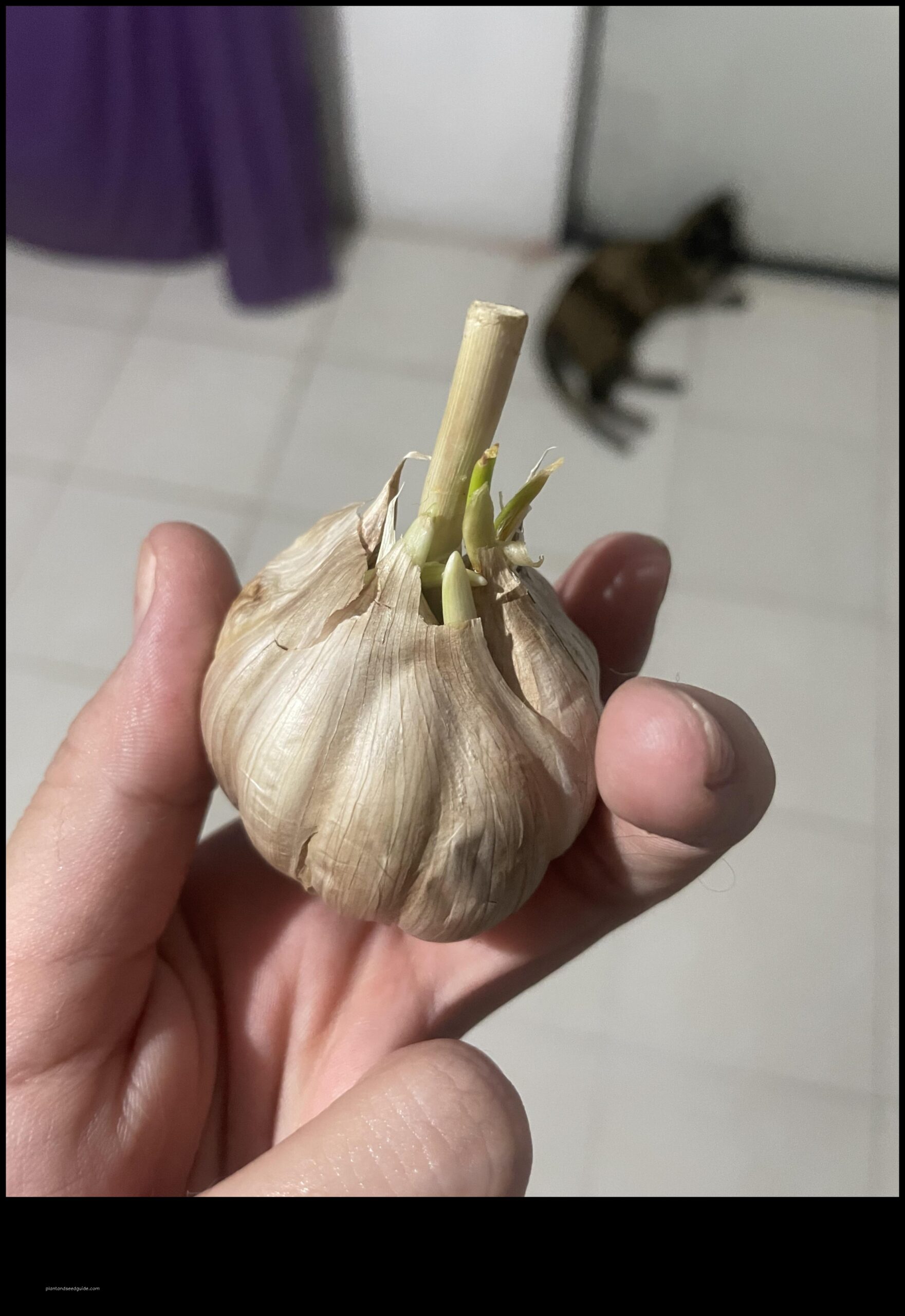 how much garlic does one plant produce