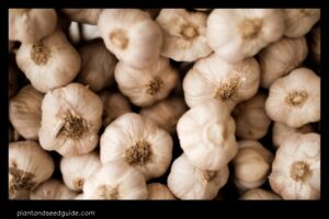How Much Garlic Does One Plant Produce the Answer May Surprise You